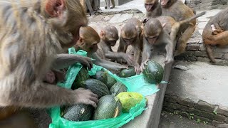 giving street dogs enough food to eat and providing a monkey with biscuits, pumpkin, and eggplant