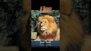LIONS Power. Lion Vs Bear. #ytshorts #animals #wildlife #thinkorajournal #wildanimals