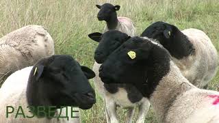 Овцы породы Дорпер в Калининградской области