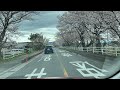 Beautiful Cherry blossoms in Japan