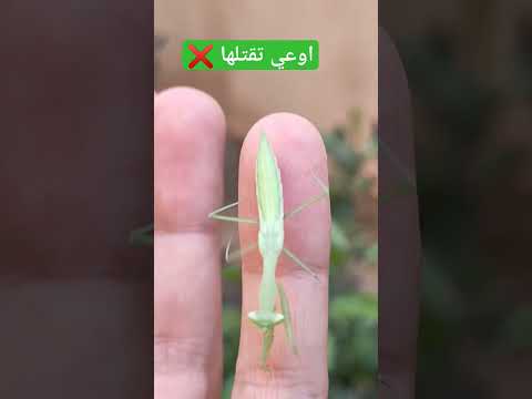 حشره فرس النبي اوعي تقتلها لو شوفتها