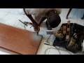 How to make holes for Euro hinge without a drill press How to make holes for Euro hinge without a drill press
