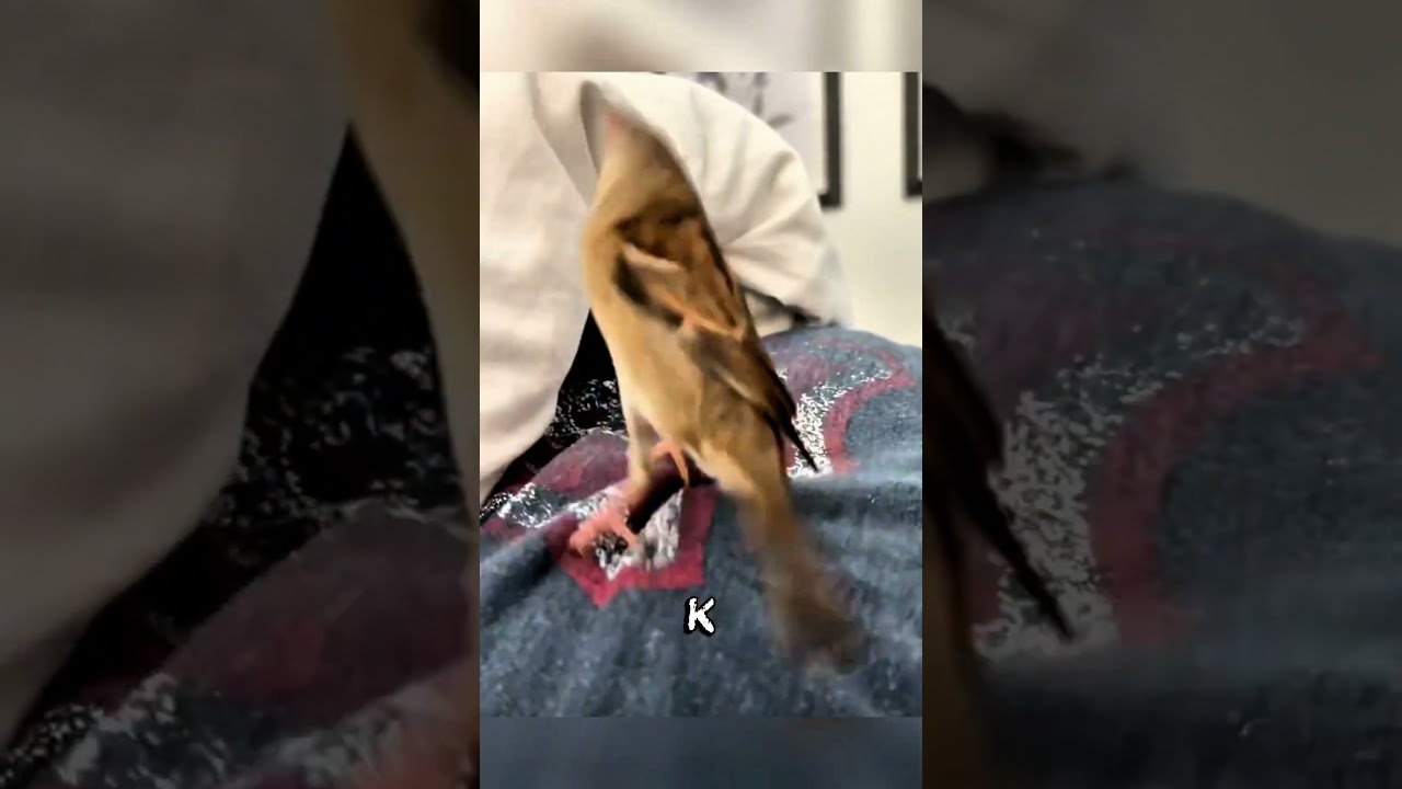 МУЖЧИНА ПРИРУЧИЛ ДИКУЮ ПТАШКУ 