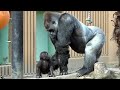 赤ちゃんの触り方が不器用すぎる父⭐️ゴリラ gorilla【京都市動物園】Dad gorilla Momotaro is not yet used to how to touch a baby