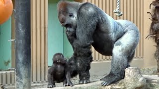 赤ちゃんの触り方が不器用すぎる父⭐ゴリラ gorilla【京都市動物園】Dad gorilla Momotaro is not yet used to how to touch a baby