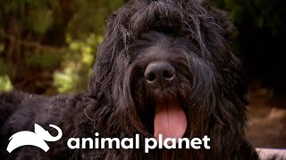 This Black Russian Terrier’s Fascinating Journey as a Mom and a Reading Therapy Dog | Too Cute!