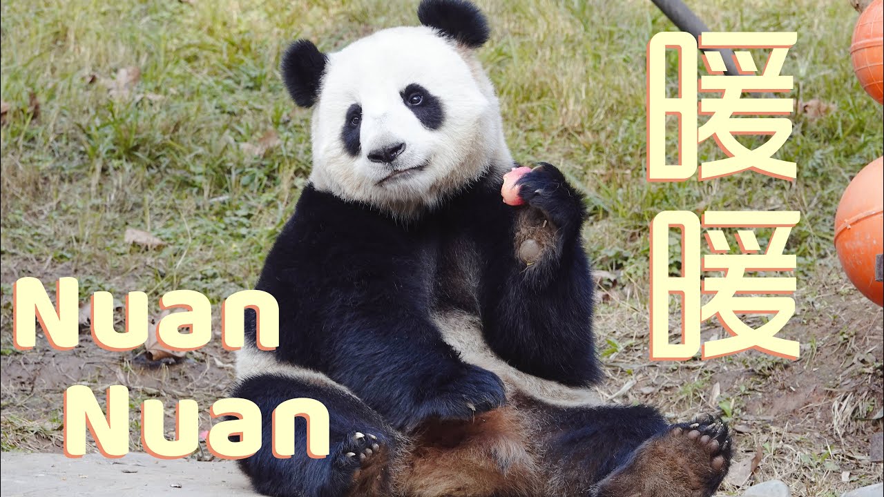 优雅文静的大熊猫暖暖，为了找零食可以站立好久Panda NuanNuan
