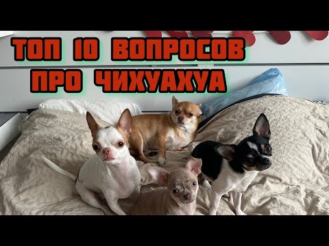 ТОП 10 ВОПРОС ПРО ЧИХУАХУА! БУДЕТ ЛИ ДЕСЯТАЯ СОБАКА? СОБАКИ СПЯТ НА КРОВАТИ?