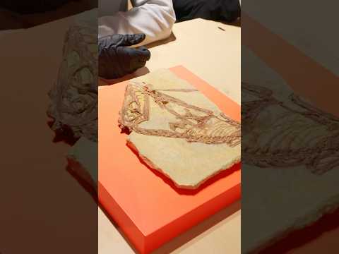 Global Heritage Lab