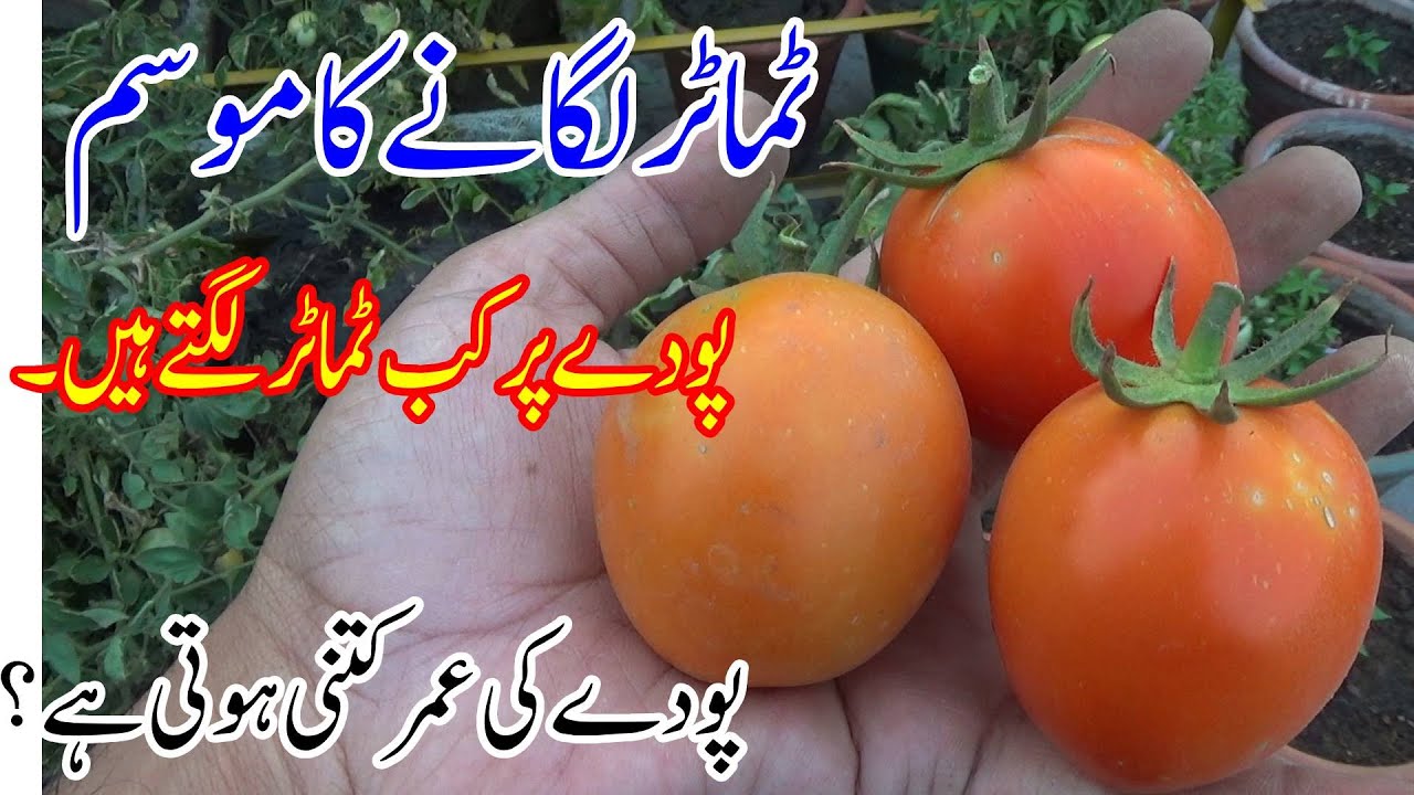 Tomato planting season when do tomatoes grow on the plant how old