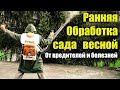 Как, когда и чем обрабатывать сад ранней весной? Обработка от вредителей и болезней.