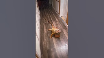 Did u guess right? #reptile #animals #pet #exoticpets