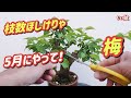 【いつやるの？ 今なんだよね！ 花後剪定後、2度目の剪定は5月に！枝数を増やす目的で✂️】 梅盆栽 / 初心者 / 盆栽の作り方 /【じいじの盆栽ch】【Japanese bonsai】
