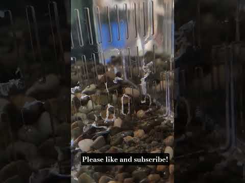 How I'm trying to save more fry! Live bearer fry collection. #aquarium