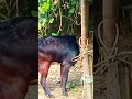 Goat Sex Goat Sex