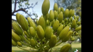 Đầu trâu KT Super 100WP (GA4+GA7) là thuốc điều hòa & kích thích sinh trưởng