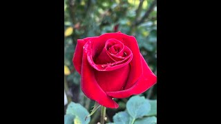 The Rainy Day Effect  (Finding Hope After the Storm)