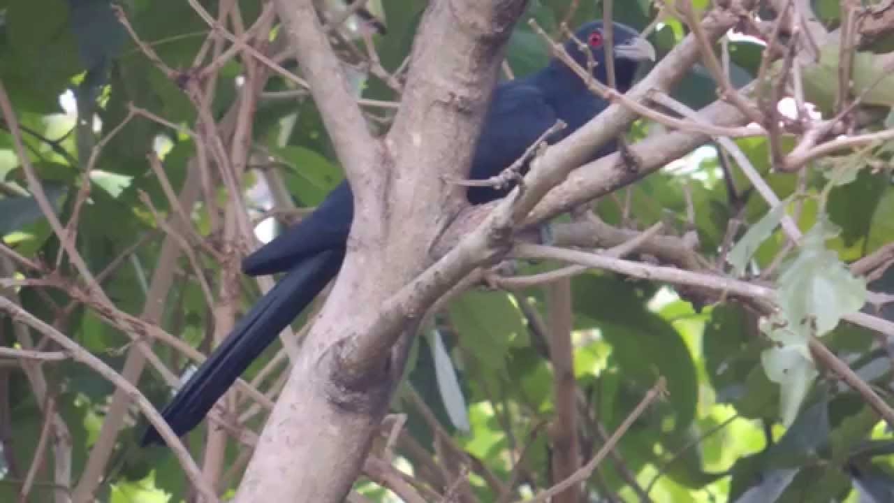 Asian Koel (male) with songs from Magpie, Golden Oriole & Sparrow in