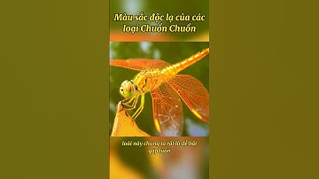 Tuổi thơ dữ dội đi bắt Chuồn Chuồn có bạn nào đã trải qua chưa ? #shorts