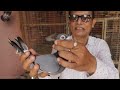 Pigeon new  breeding setup of iqbal bhai