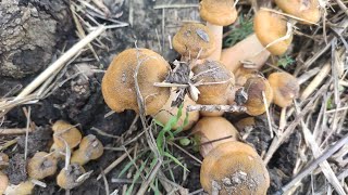 видео: 17.10.25г. Выехали в лес погулять посмотреть грибочки🤔🤣 картинка: 17.10.25г. Выехали в лес погулять посмотреть грибочки🤔🤣