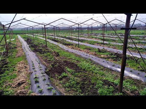 Video: Hvor langt fra hverandre har du pergola-sperrer?