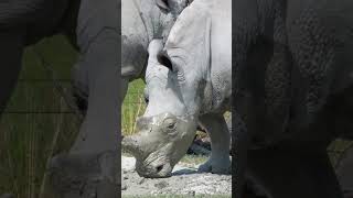 استكشاف عالم وحيد القرن: الحياة والتحديات