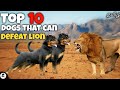 Top 10 dogs that can defeat lion | powerful | courage | funny 😂