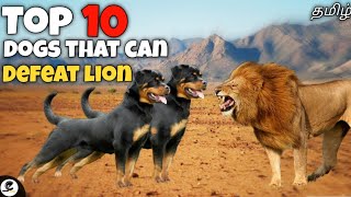 Top 10 dogs that can defeat lion | powerful | courage | funny