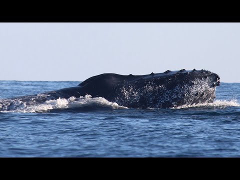 Sailing with Giants: Up Close with Humpbacks 🐋