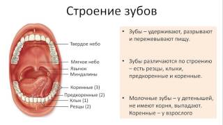 17. Пищеварительная система тракт (8 класс) биология, подготовка к ЕГЭ и ОГЭ 17. Пищеварительная система тракт (8 класс) биология, подготовка к ЕГЭ и ОГЭ