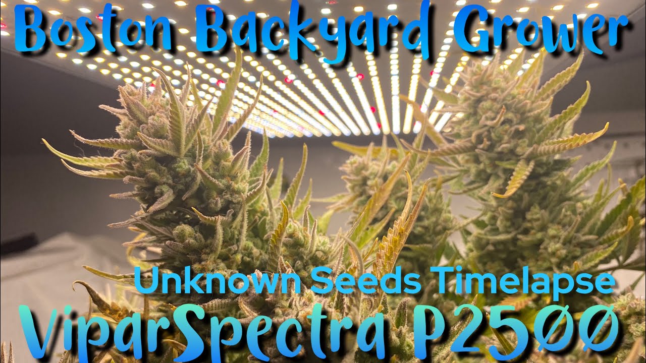 ViparSpectra P2500 Led Grow Lights - Timelapse Autoflower Cannabis Indoor