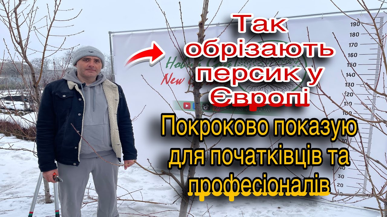 Обрізка персика ВЕРЕТЕНОМ.  Довгаобрізка - схема, яку мало хто показує!