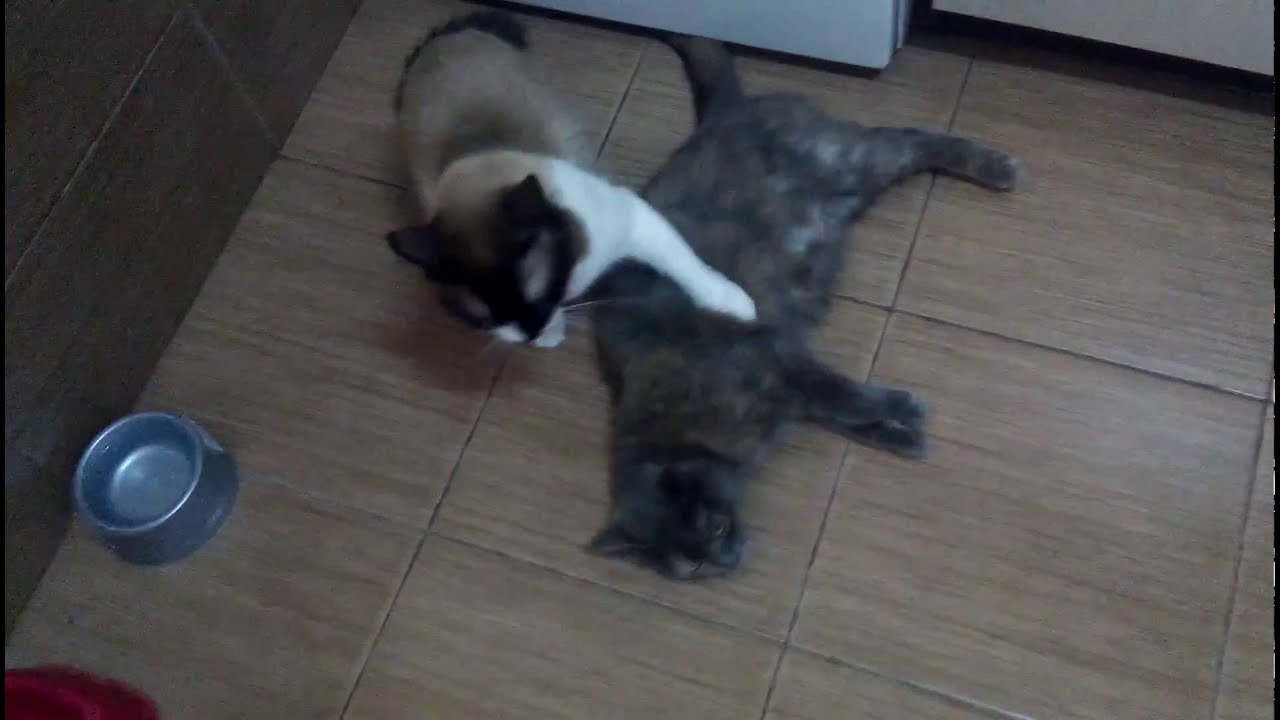 Cats react to my whistle YouTube