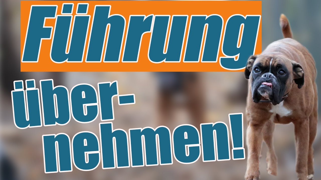 So wird dein Hund sich an dir orientieren - Führung übernehmen ...