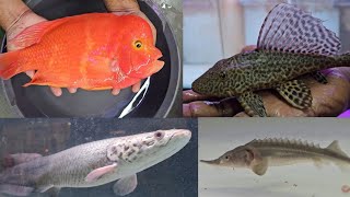 Monster Fish and Exotic Fish at Asia Aquarium Kalyan Fish Shop