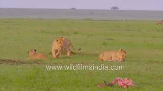 Relaxing lion family time: Cuddling and playful cubs