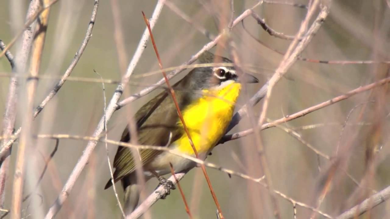 Yellow-breasted Chat 