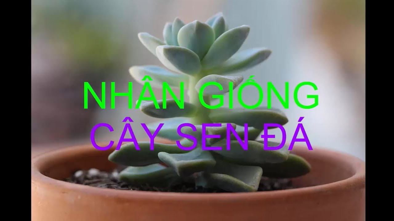 Hướng dẫn NHÂN GIỐNG CÂY SEN ĐÁ - Chăm Sóc Cây Cảnh