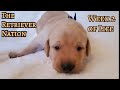 Puppies Week 2~Eyes Open, Triple in Size, On All Fours~Raising a Litter~The Retriever Nation