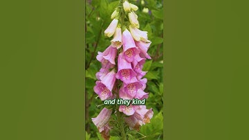 Thumbnail of Pretty foxglove plant #foxglove #flowers #garden