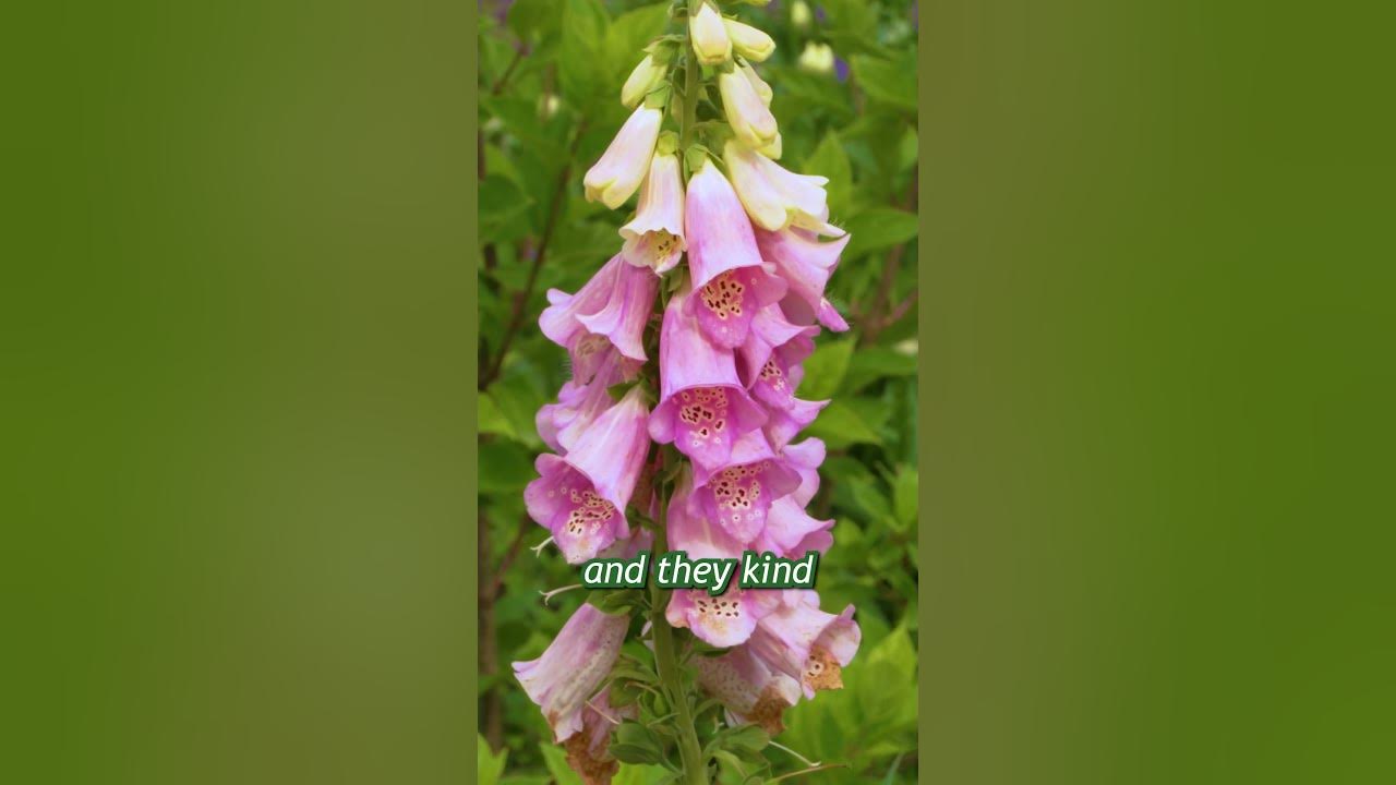 Pretty foxglove plant #foxglove #flowers #garden Pretty foxglove plant #foxglove #flowers #garden