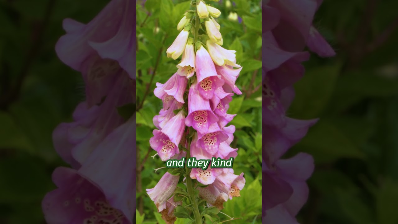 Красивое растение наперстянка #наперстянка #цветы #сад