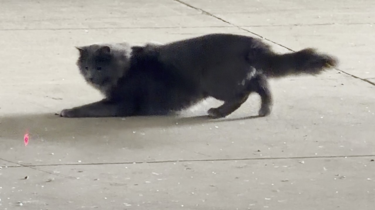 Feral Cats Fun Times Trapping