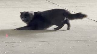Feral Cats Fun Times Trapping