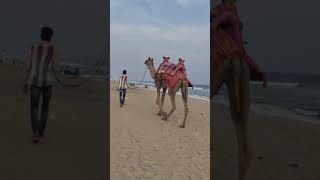 Camel in vizag RK beach #beach #vizag #shorts #reels #youtube #youtubeshorts #ad #short #camel #ad