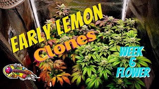 Week 6 Flower Ethos Early Lemon 🍋 clones #MarsHydrogrowtent #MarsHydroTS1000 lights+ TheMushReport🍄
