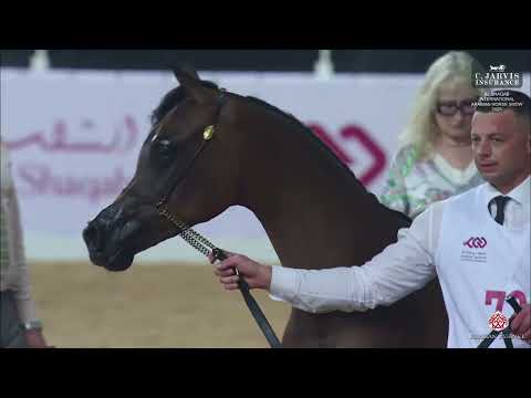 N 73 ALYA AL MAFYAR Al Shaqab International Arabian Horse Show 2025 Yearling Fillies Section A