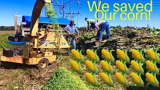 Making silage with a wood chipper! It works!