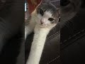 #animation #pet